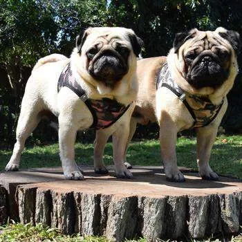 American River Camo Choke-Free Dog Harness - Brown