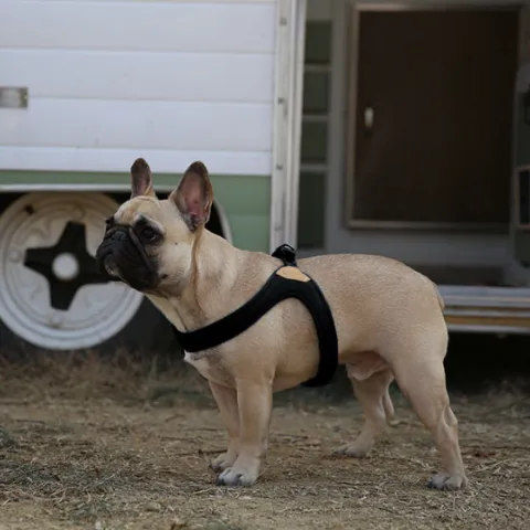 Buckle Up Easy Dog Harness in Black