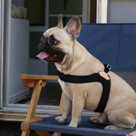 Buckle Up Easy Dog Harness in Black