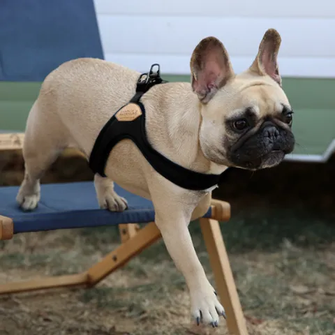 Buckle Up Easy Dog Harness in Black