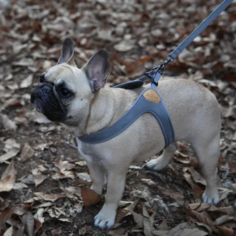 Buckle Up Easy Dog Harness in Gray