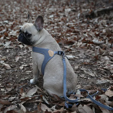 Buckle Up Easy Dog Harness in Gray