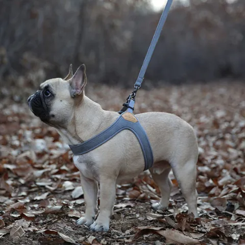 Buckle Up Easy Dog Harness in Gray
