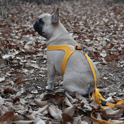 Buckle Up Easy Dog Harness in Yellow