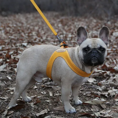 Buckle Up Easy Dog Harness in Yellow