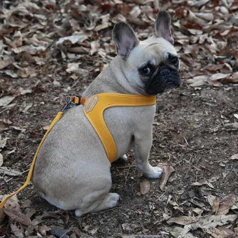 Buckle Up Easy Dog Harness in Yellow
