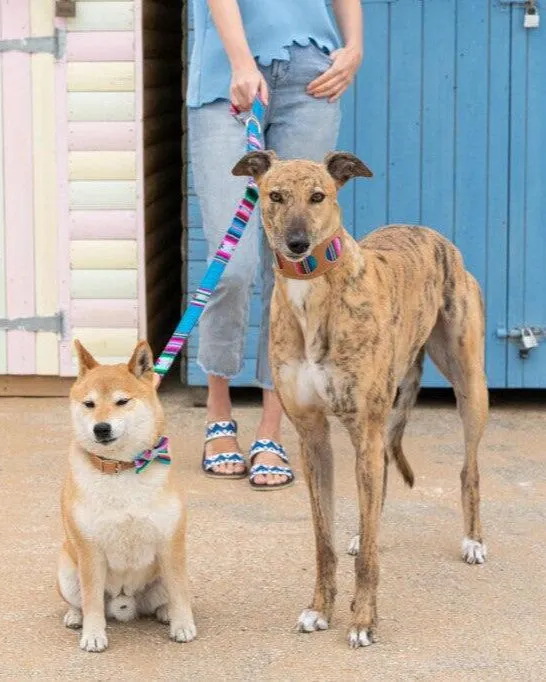 Inca Blue Hands Free (Coupler) Dog Lead