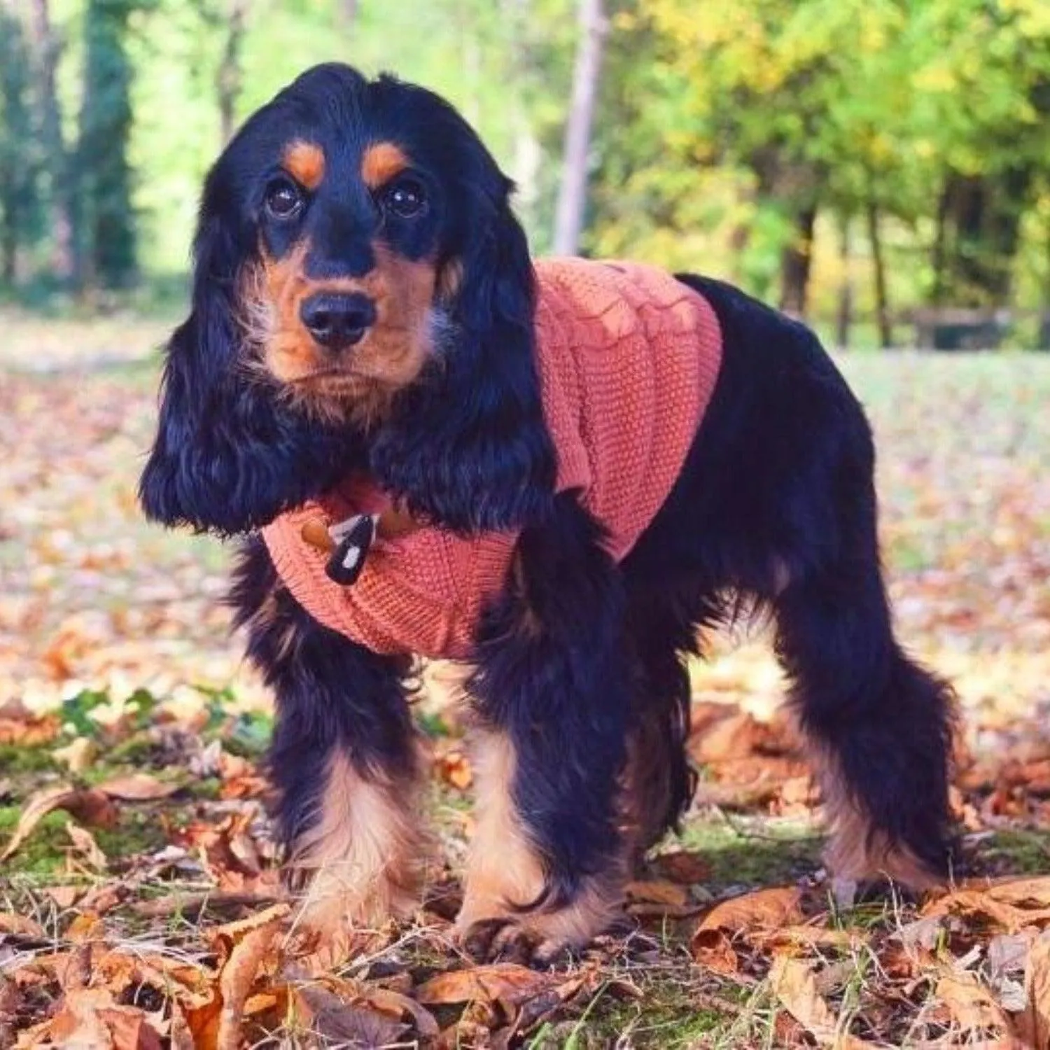 Knit Cable Dog Jumper
