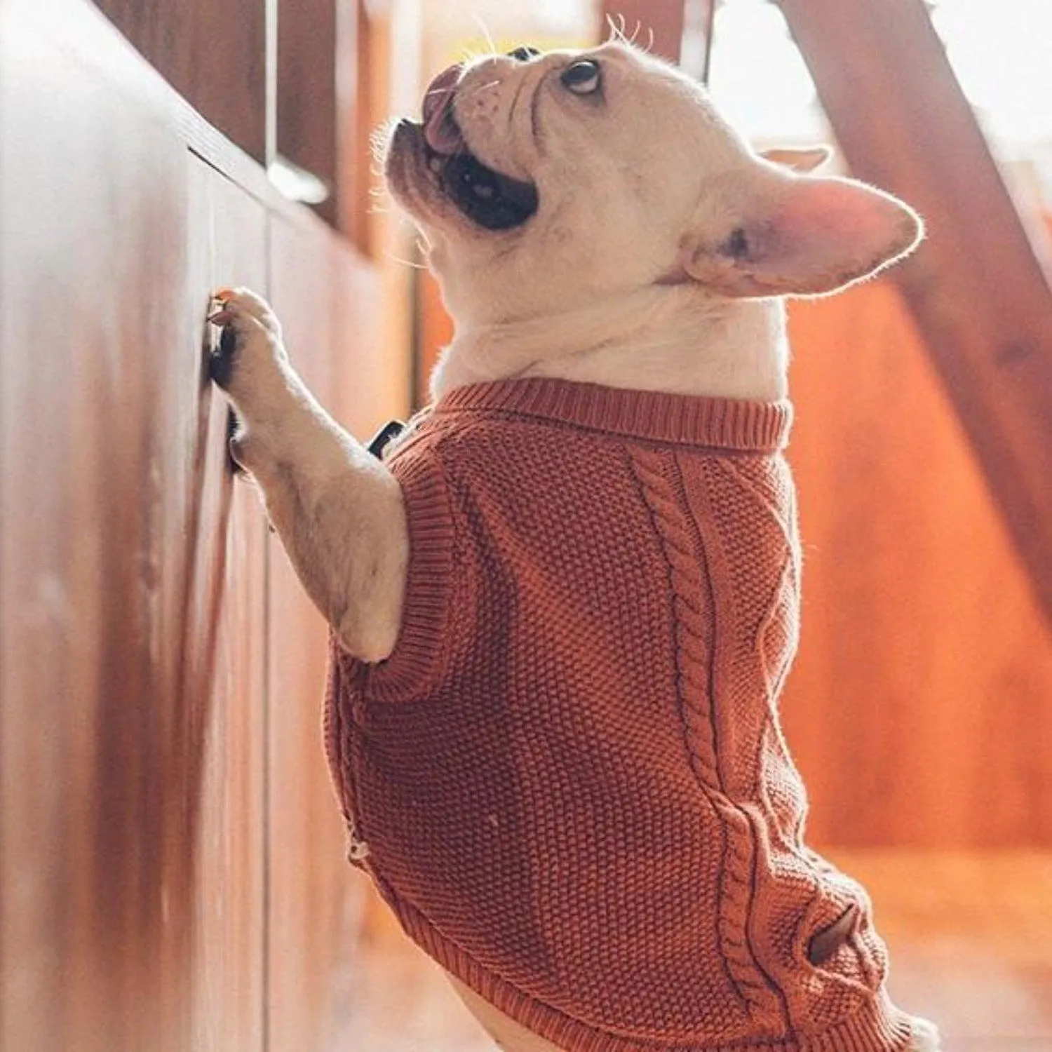 Knit Cable Dog Jumper