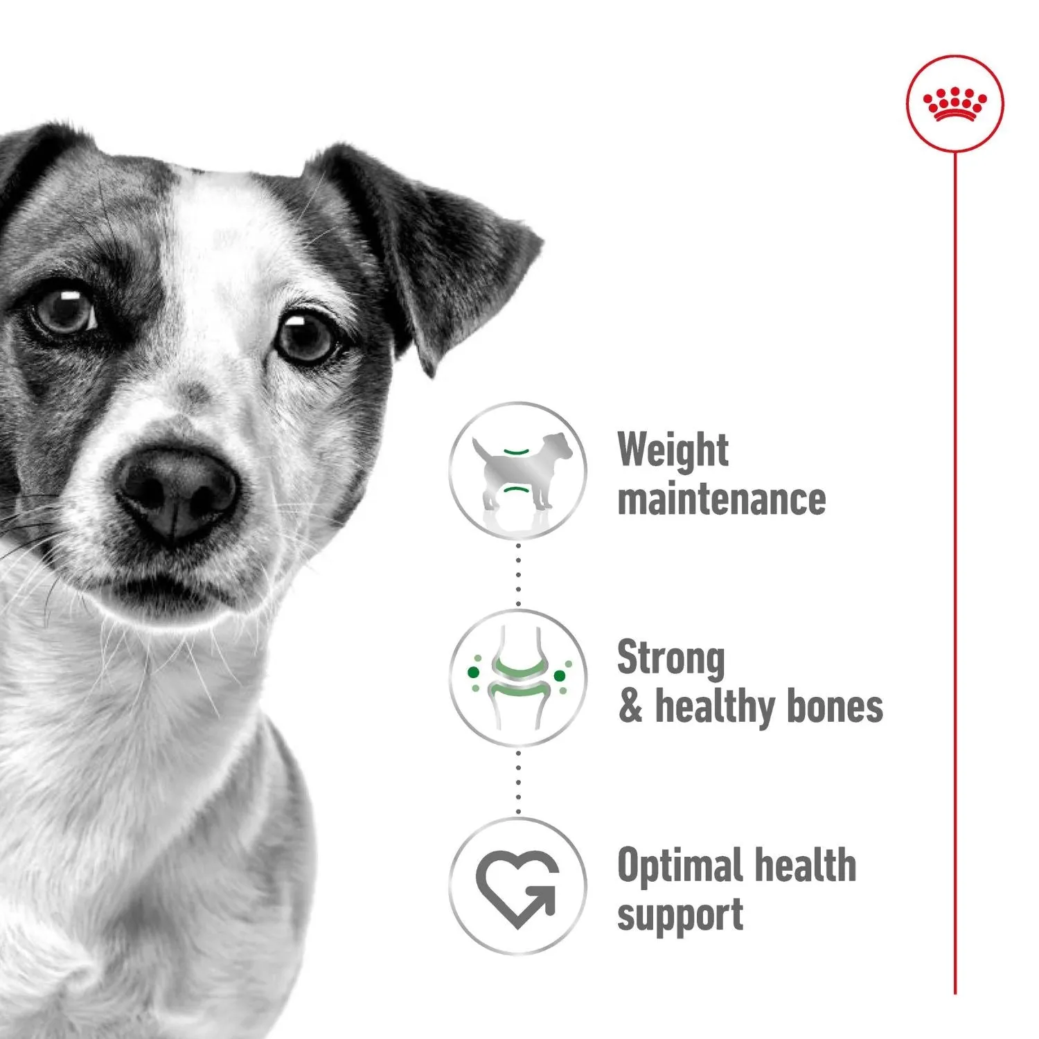 Royal Canin Dog Mini Adult Dry Food 8kg^^^