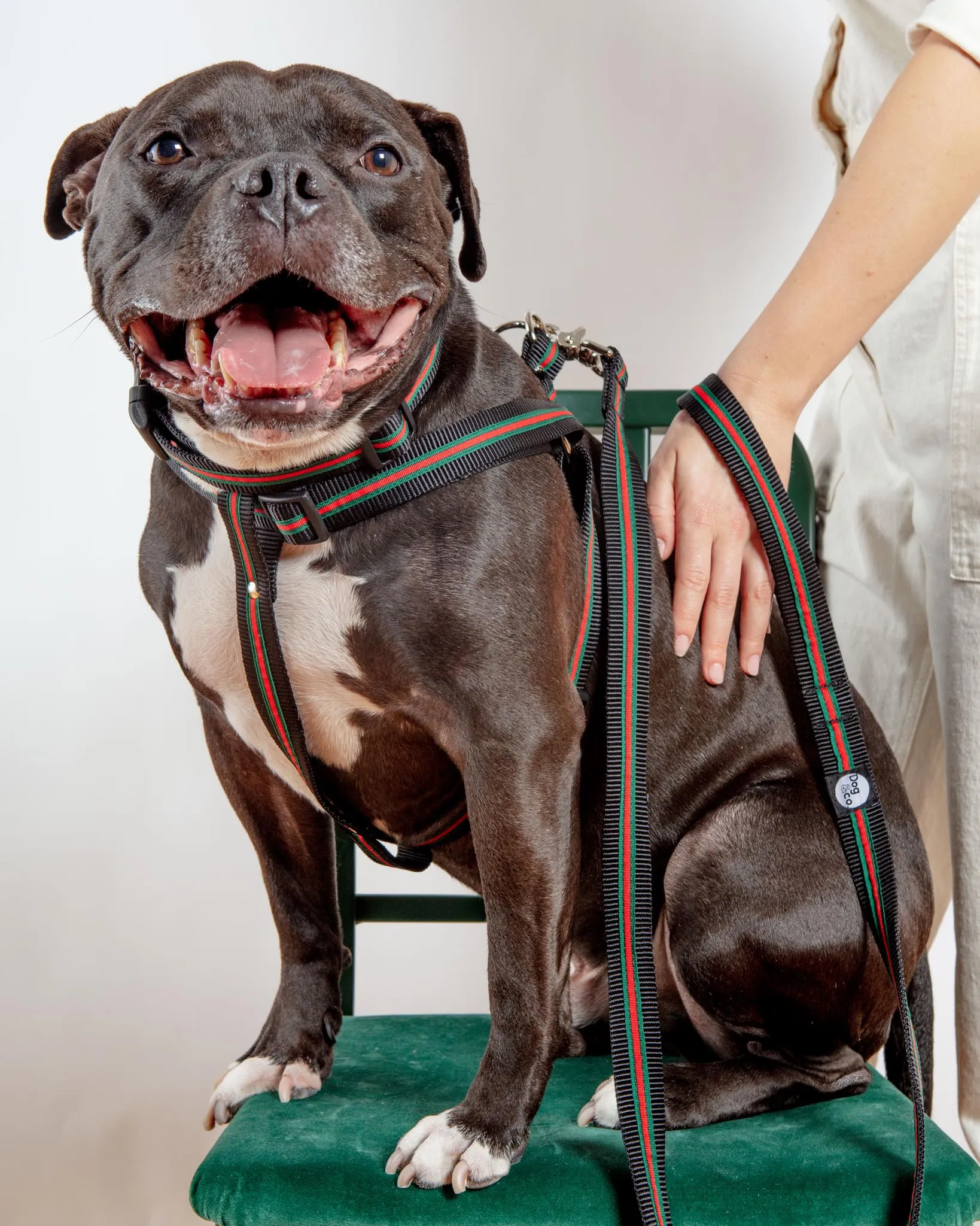 Step-In Dog Harness in Luxe Green & Red Stripe (Made in NYC)