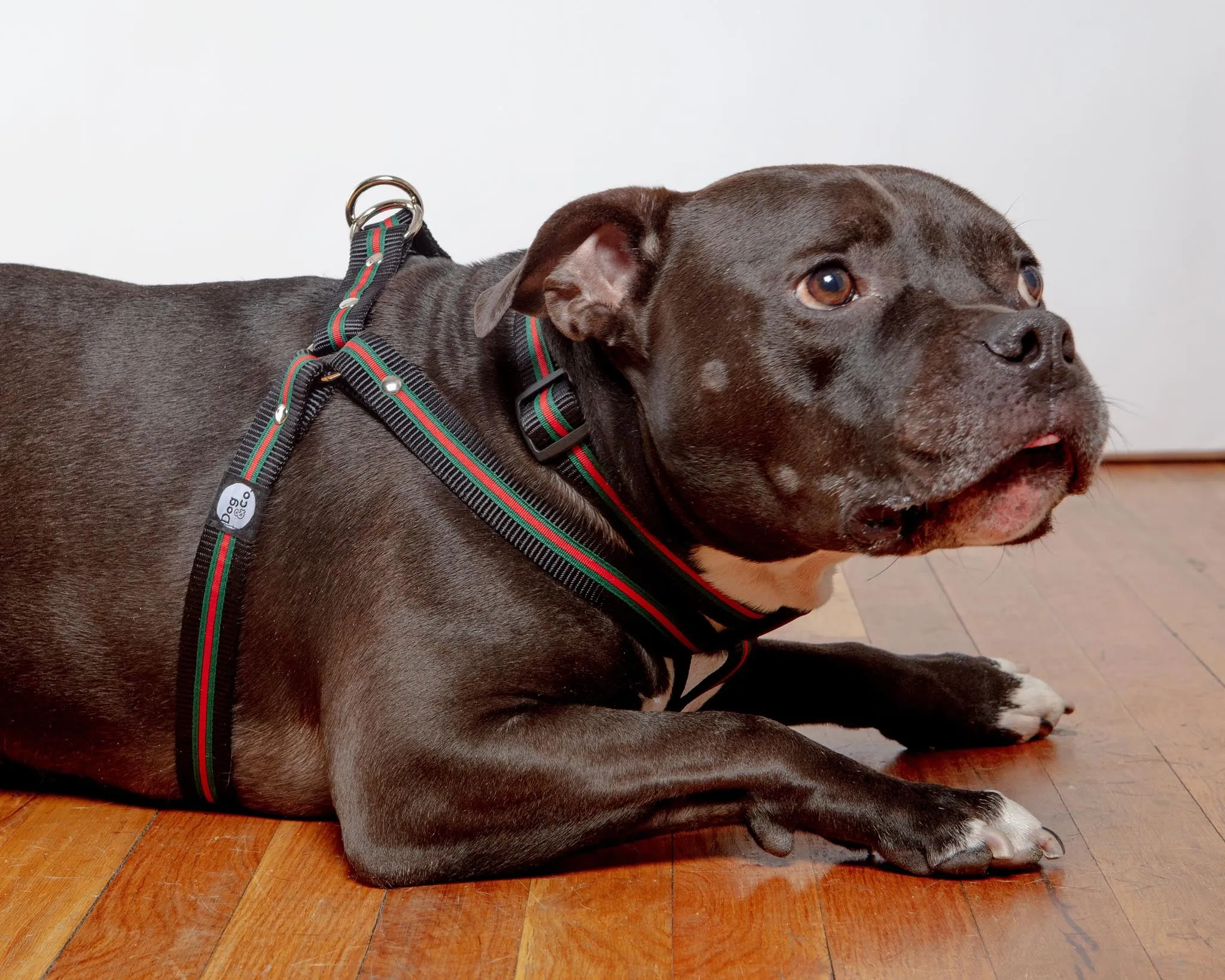 Step-In Dog Harness in Luxe Green & Red Stripe (Made in NYC)