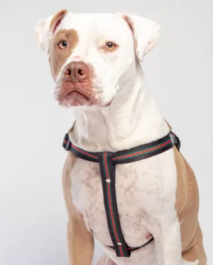 Step-In Dog Harness in Luxe Green & Red Stripe (Made in NYC)