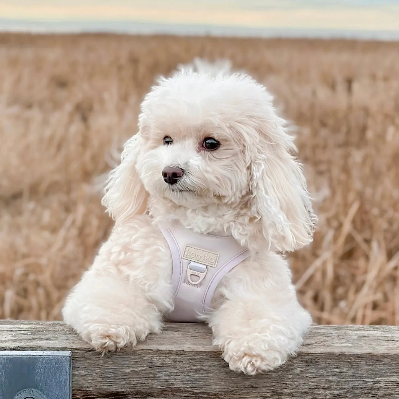 step-in dog harness - nude